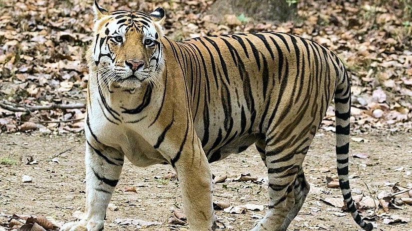Rajasthan Works On Action Plan To Accept Madhya Pradesh Tigers