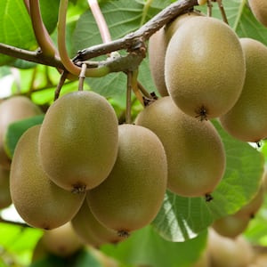 New kiwifruit investment fund targets wealthy foreigners wanting NZ residency